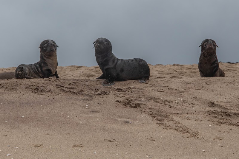 Kayaking with Seals