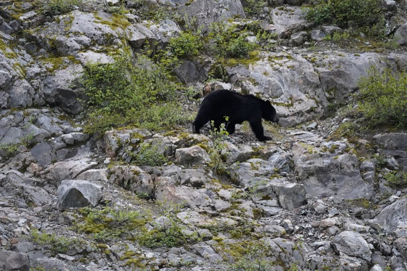 Stikine River Scenic Float