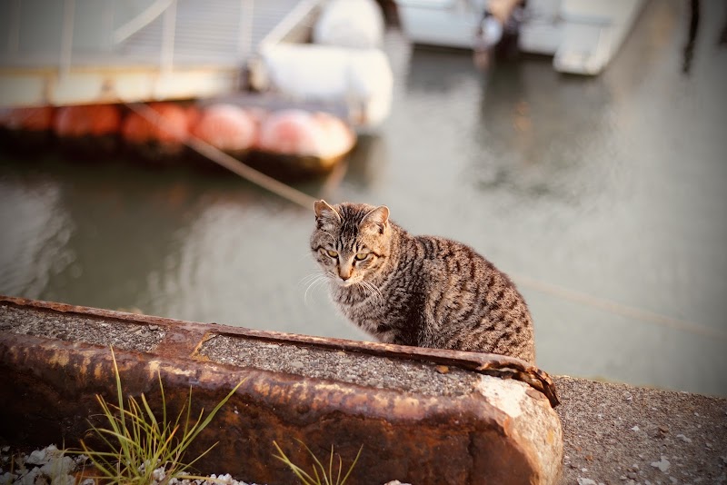 Yatsushiro Seafood Market